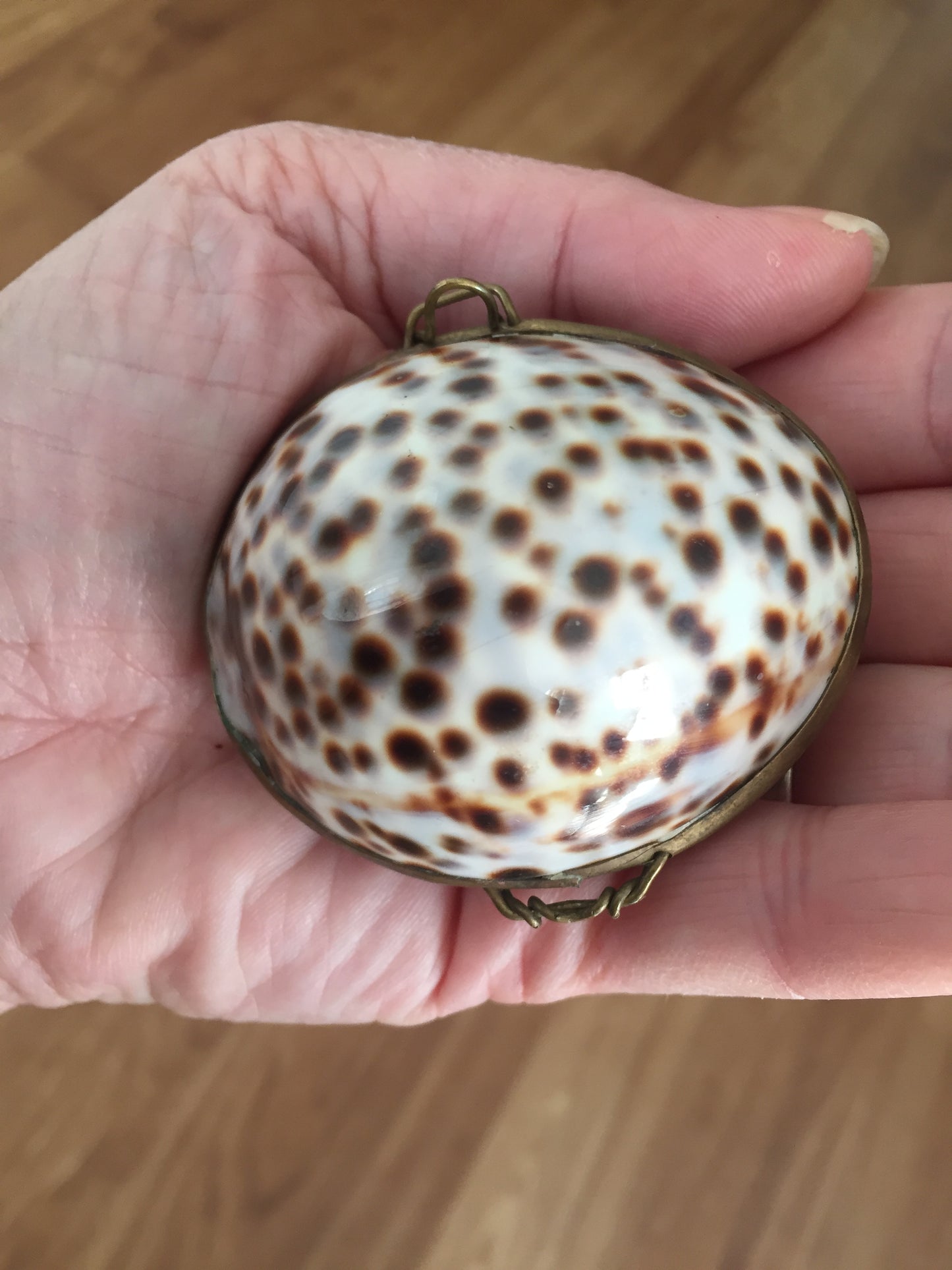 Antique Victorian Shell Coin Purse