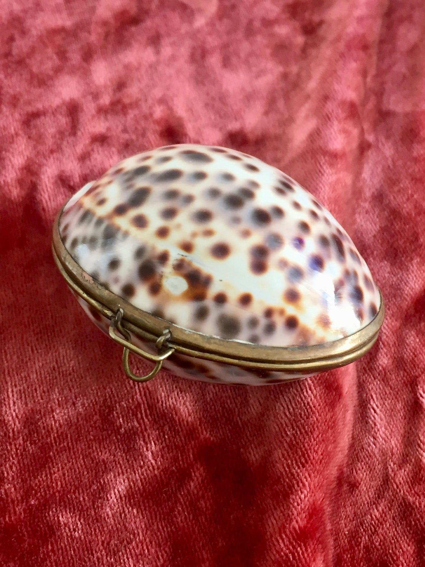 Antique Victorian Shell Coin Purse