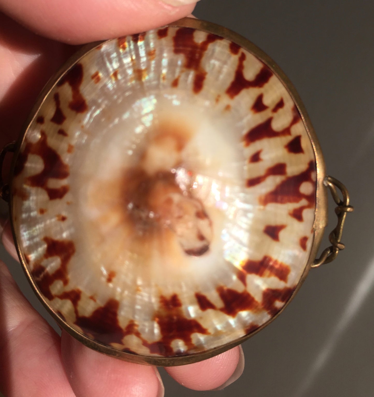 Victorian Shell Coin Purse Antique